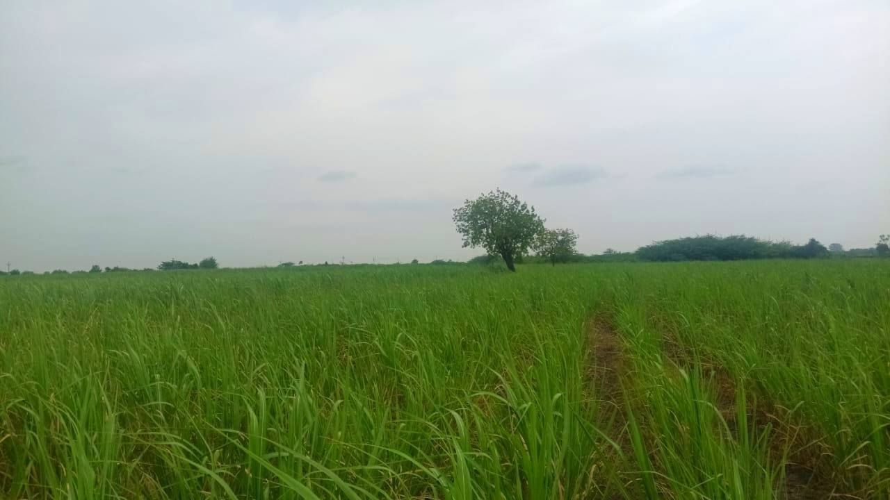 Daund - 9 & 13 Acre Agriculture Land