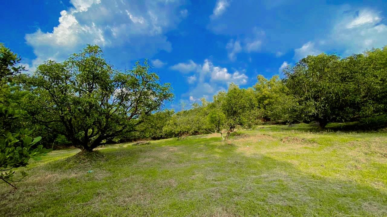 Ganpatipule - 1 Acre Mango & Cashew Garden