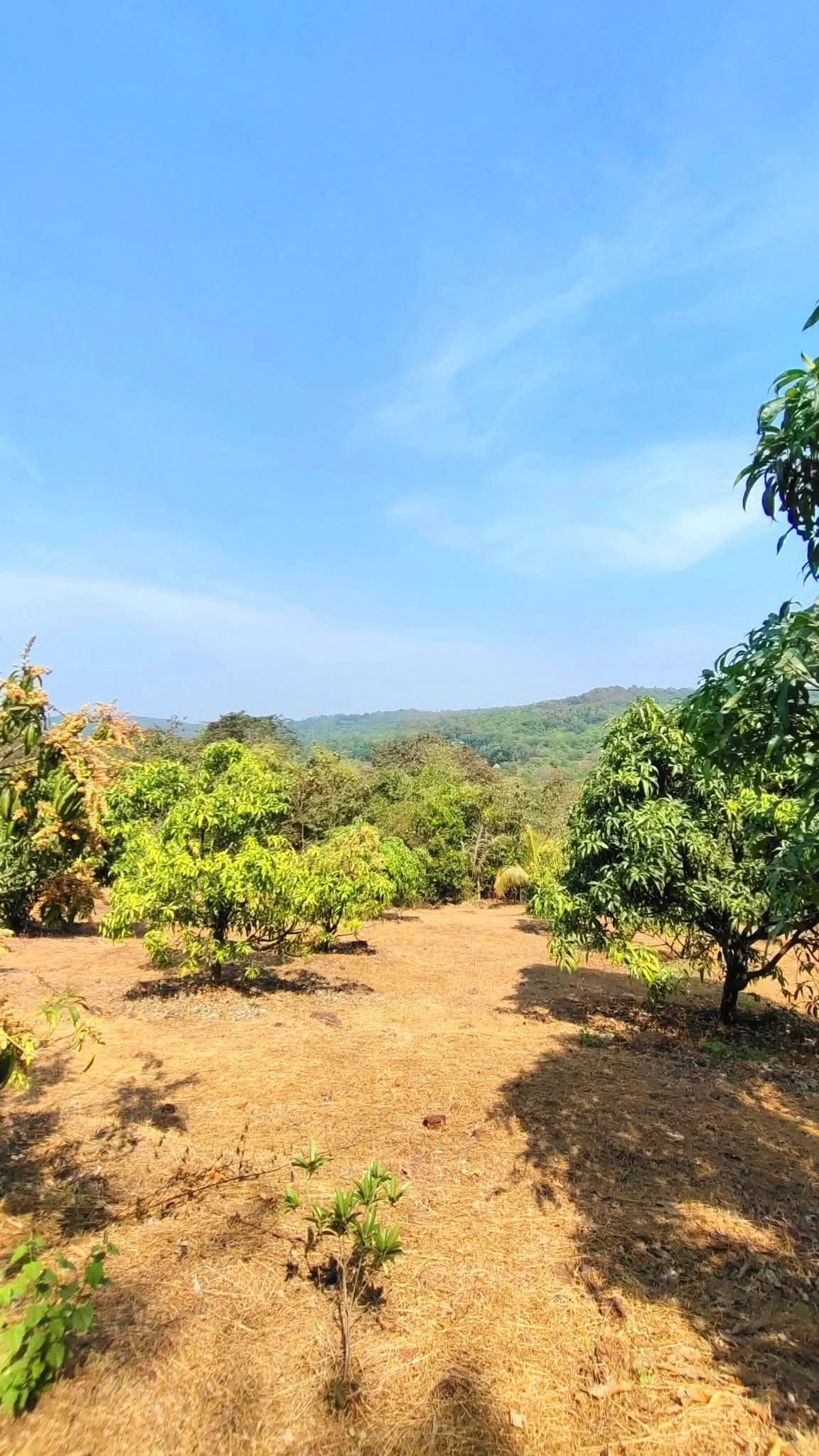 Alibagh - Murud 20 Gunthe Wadi 