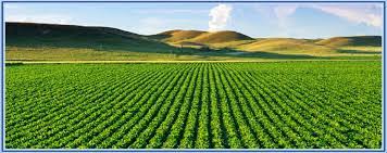 3,200 sq. ft. Agriculture Plot in Pune