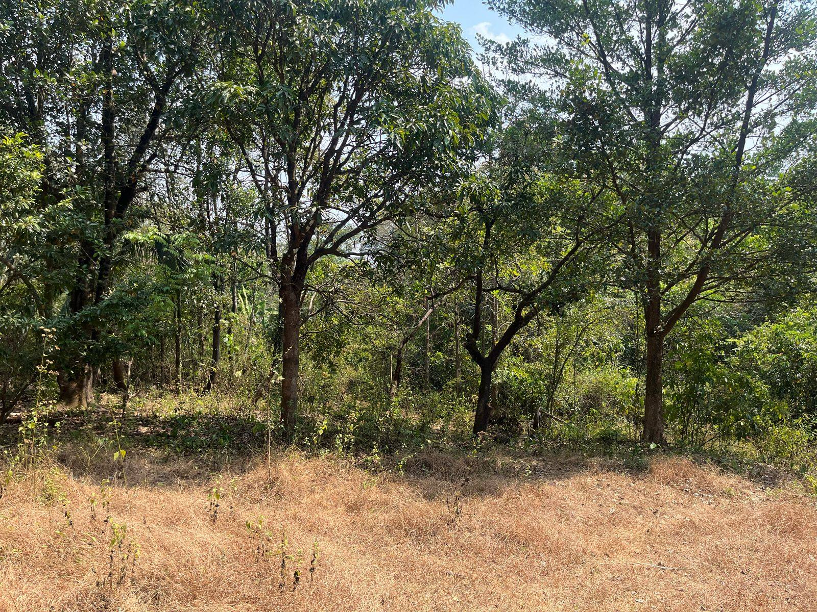 Sawantwadi-Otawne - 18 Gunthe Wadi