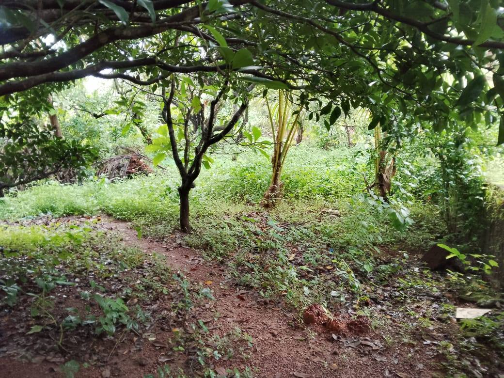 Vengurla-Kurlewadi Beach - 5 Gunthe Wadi with 3 BHK Bungalow