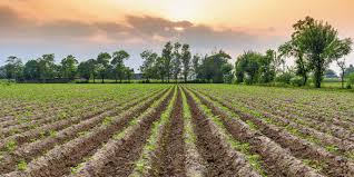 3 Acres Agriculture Plot in Pune