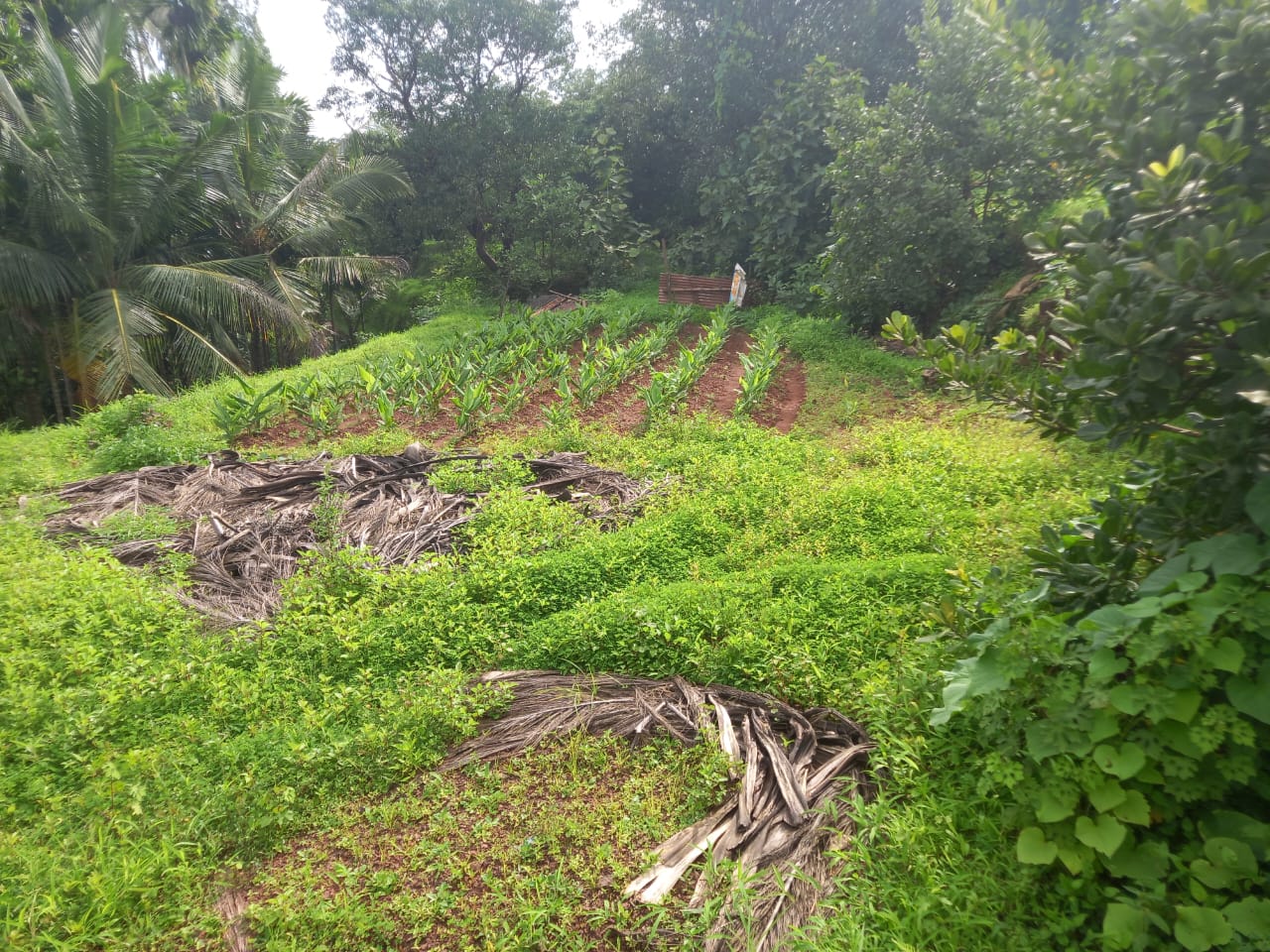 4 acres of landscaped garden, 8 guntas  agriculture-plot in Guhagar