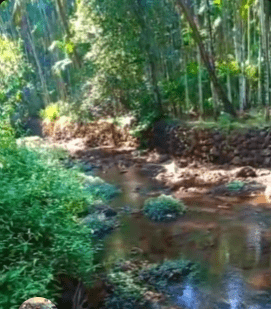 Dapoli-Agarvayangani - 21 Gunthe River Touch Land for Sale